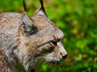 Lynx