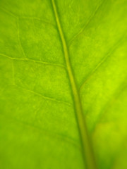 Plakat Green leaf plant flower blurred defocused background texture macro photo