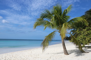Fototapeta na wymiar Isla Saona_Caribbean Sea_Karibik_Dominikanische Republik_Strand_Paradies_Blaues Wasser_Meer_Palmen.