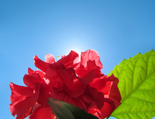 Red flower of Hibiscus (China-rose) outdoors.
Beautiful natural blossom with fresh wet petals and green leaves with back lit by bright sunlight on blue sky background. 