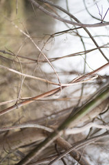 Dry tree bare vine branches background. Grey late autumn morning sky. Natural forest willow photo.