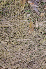 Dry straws on the ground. Real natural texture outdoors. Grass background.