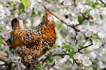 Mille fleur pet chicken inside blooming apple tree