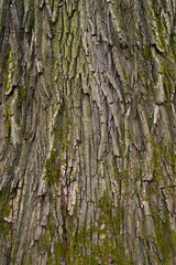Tree bark texture