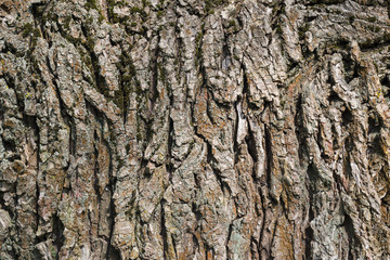 Tree bark texture
