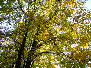 View under the tree with sun shining during autumn