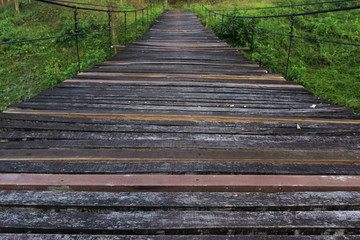 Obraz premium Wooden pathway with a surrounding of green plant.