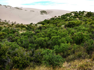 desert forest 1