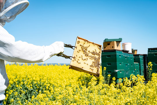 Imker im blühenden Rapsfeld zeigt Honigwaben mit Bienen darauf