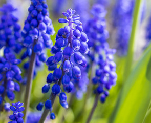 Grape Hyacinth Muscari blooming in spring in England in the UK