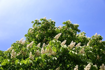 Chestnut is a tree with large inflorescences similar to bunches of grapes, only that the blade is directed upwards.