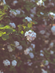 White flowers on blooming booshes in spring, traditional garden