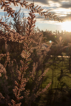 Naturaleza Flor Arbol Amanecer Primavera