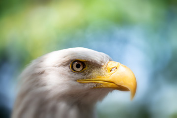 Side view of Eagle