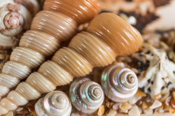 Beautiful sea shells close-up, background