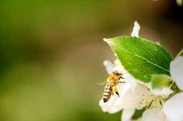 Honey bee on a white flower and collecting polen. Flying honeybee. One bee flying during sunshine day. Insect. 