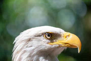 Side view of Eagle