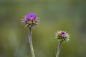 Wild flower in Patagonia, Argentina
