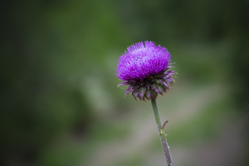 Wild flower in Patagonia, Argentina