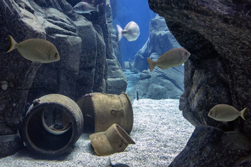 Various fish species at "Cretaquarium" in Heraklion, Crete Island- Greece