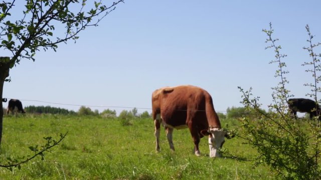 Czerwona krowa na pastwisku stoi blisko drogi i je trawę na łące