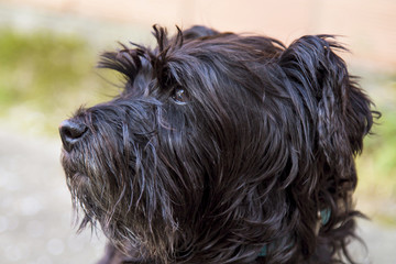 black schnauzer dog on the street with wall background