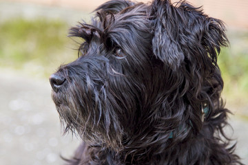 black schnauzer dog on the street with wall background