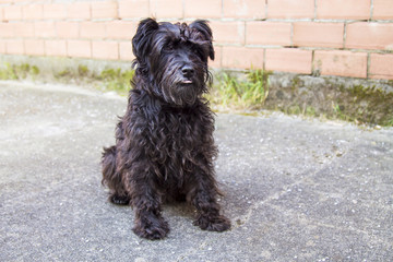 black schnauzer dog on the street with wall background