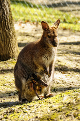 Kangourou et son petit dans poche