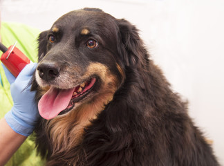 dog in the dog hairdresser