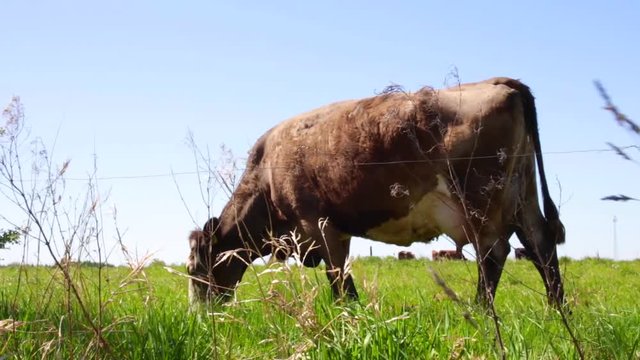 Krowa wypasana na zielonej łące gryzie trawę, delikatny ruch kamery w stronę obiektu