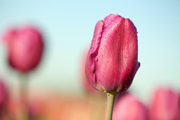 Fototapeta premium Blossoming tulip in field on sunny spring day