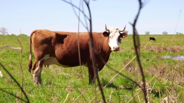 Krowy wypasane na łące patrzy w obiektyw i chce podejść bliżej, rusza głową w kierunku operatora