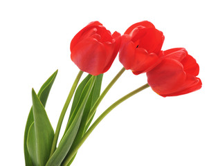 Three red tulips.