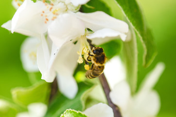 Honey bee on a white flower and collecting polen. Flying honeybee. One bee flying during sunshine day. Insect. 