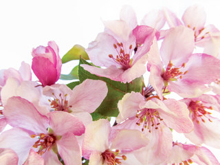 Apple tree blossom. 
Beautiful bright pink spring flowers isolated on white background. 
