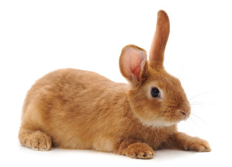 One brown rabbit.
