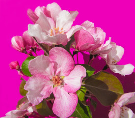 Apple tree branch and blossoms on pink background.  
Beautiful bright pink spring flowers and leaves. 