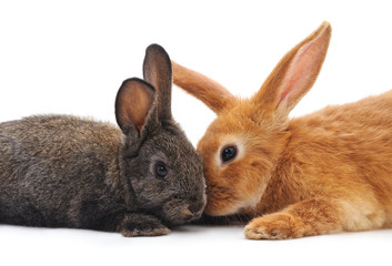 Two little rabbits.