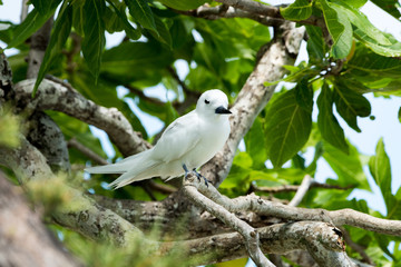 White Tern (Gygis Alba) from Coco Island bird sanctuary , Rodrigues