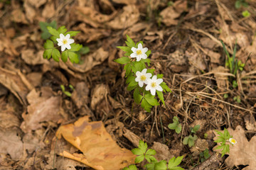 white snowdrops in the forest, moss and leaves
