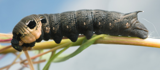 Elephant hawk-moth, Deilephila elpenor larva on fireweed © Henrik Larsson