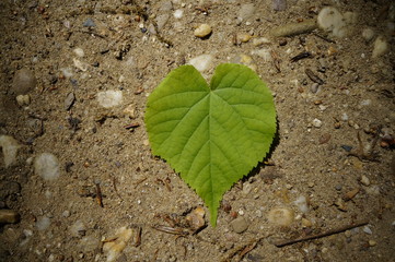 Ein Herz für die Natur, schatten umgibt grünes Herz Blatt auf dem Weg