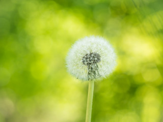 Dandelion with a white seeds, wildflower on green blur background
