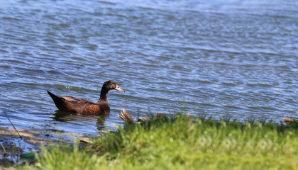 Beautiful, extraordinary brown duck on the river wave ..