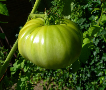 Green tomato on a vine