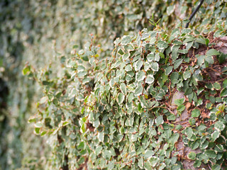 Creeping Fig plant growing on the wall the selective focus for green and natural background