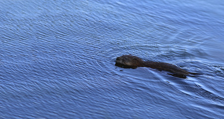 Muskrat floats in the river, creating waves and ripples on the surface of blue water.
