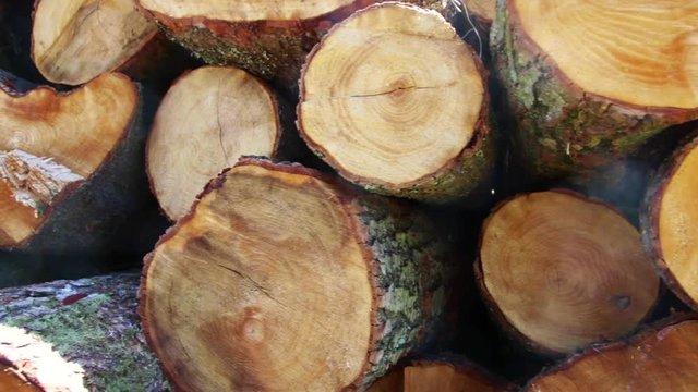 Ścięte drewno ułożone na stosie, wycinka na stosie, slide kamery i zbliżenie na poukładane pnie drzewa