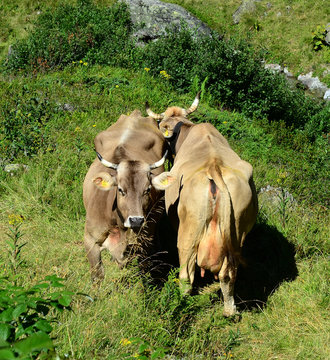 Kuh trifft Kuh auf der Alm
